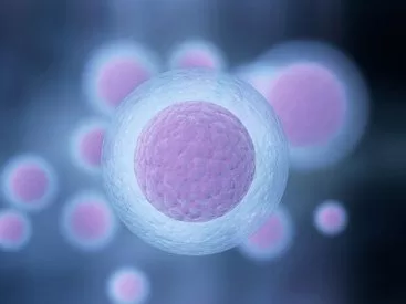 Egg