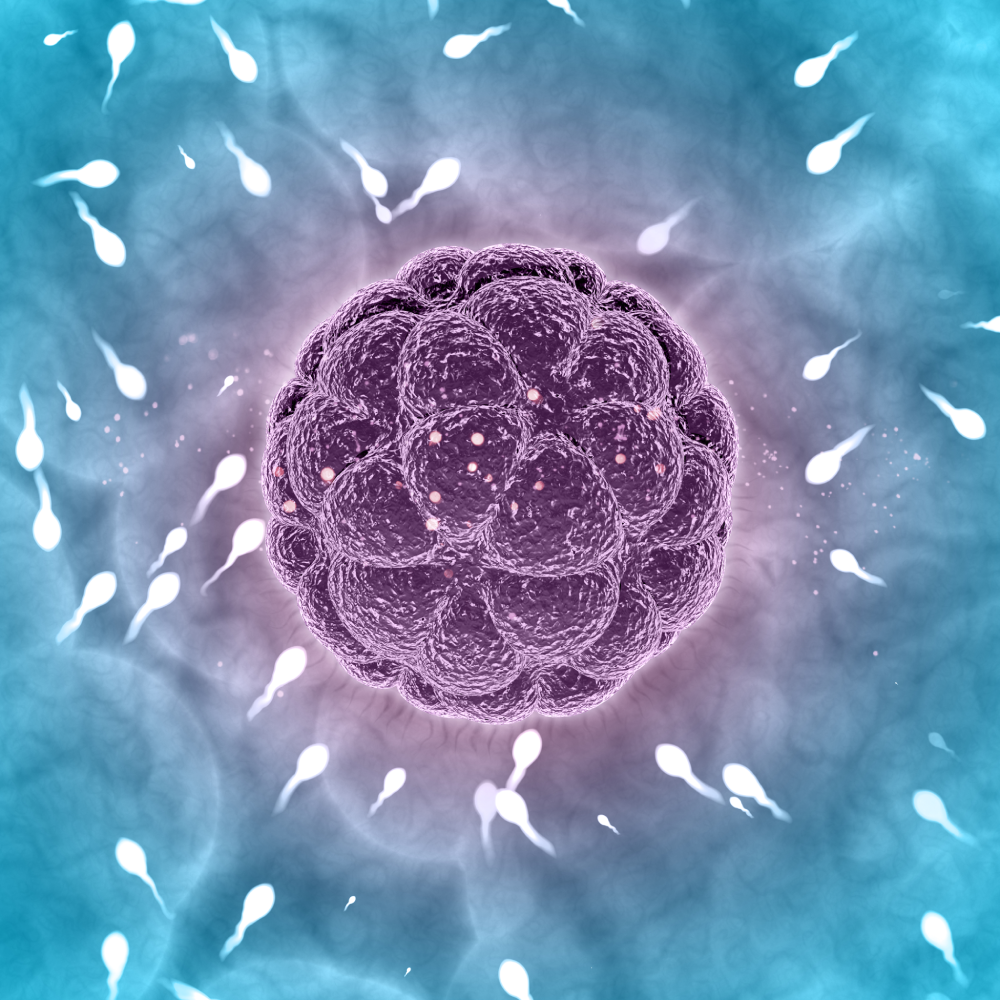 IVF Conceive