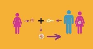 Egg donor matching consultation for donor egg IVF process